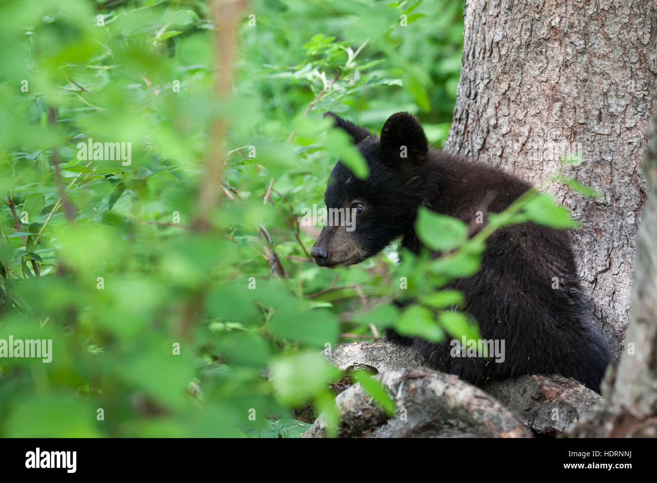 Black Bear (Ursus americanus) cub guardando fuori attraverso il lussureggiante fogliame dal ramo di un albero, sud-centrale; Alaska Alaska, STATI UNITI D'AMERICA Foto Stock