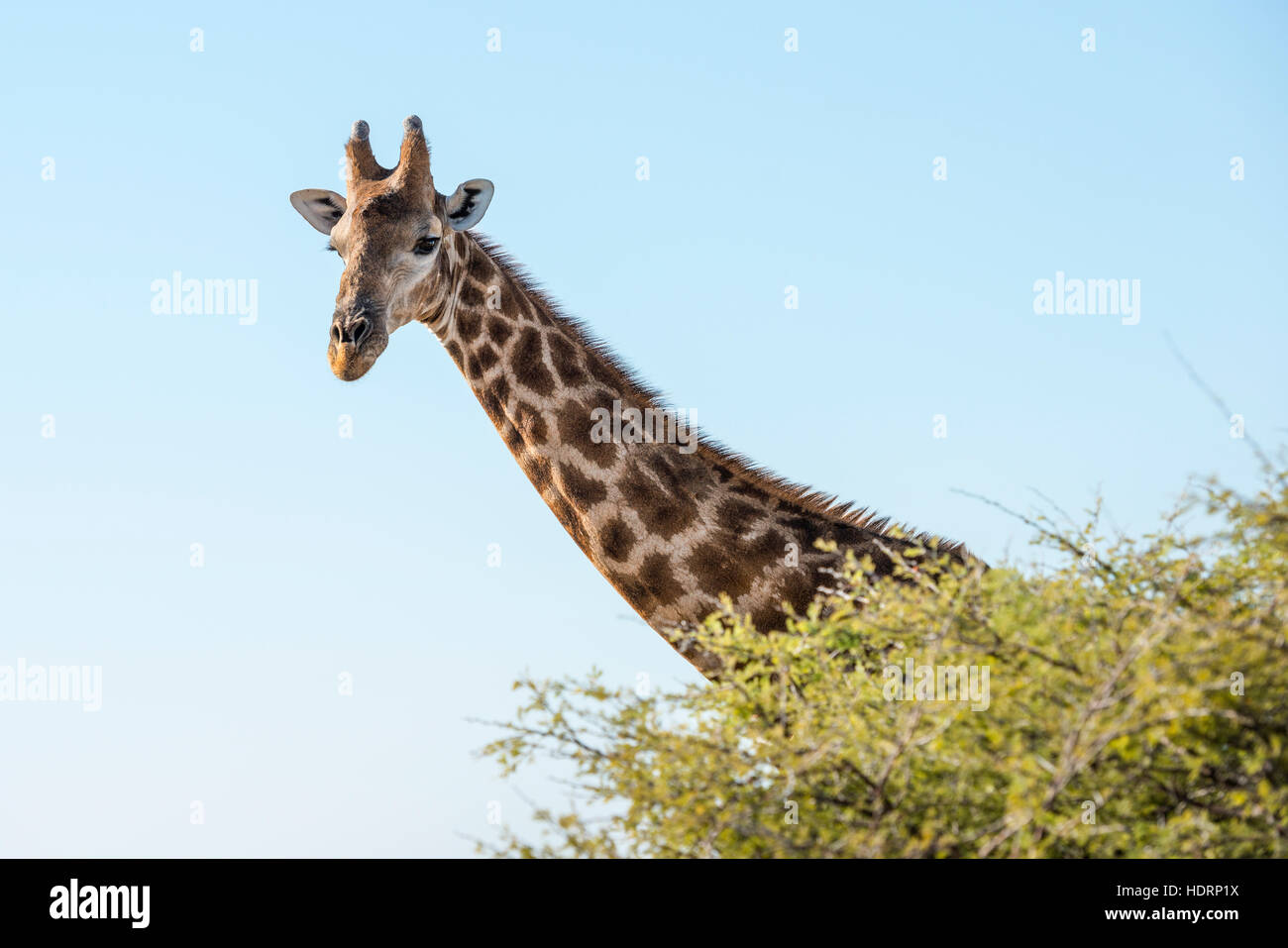 Vista ravvicinata della giraffa namibiana (Giraffa giraffa angolensis) testa sollevandosi al di sopra di Green Tree Top a boschi di savana del Parco Nazionale di Etosha; Namibia Foto Stock