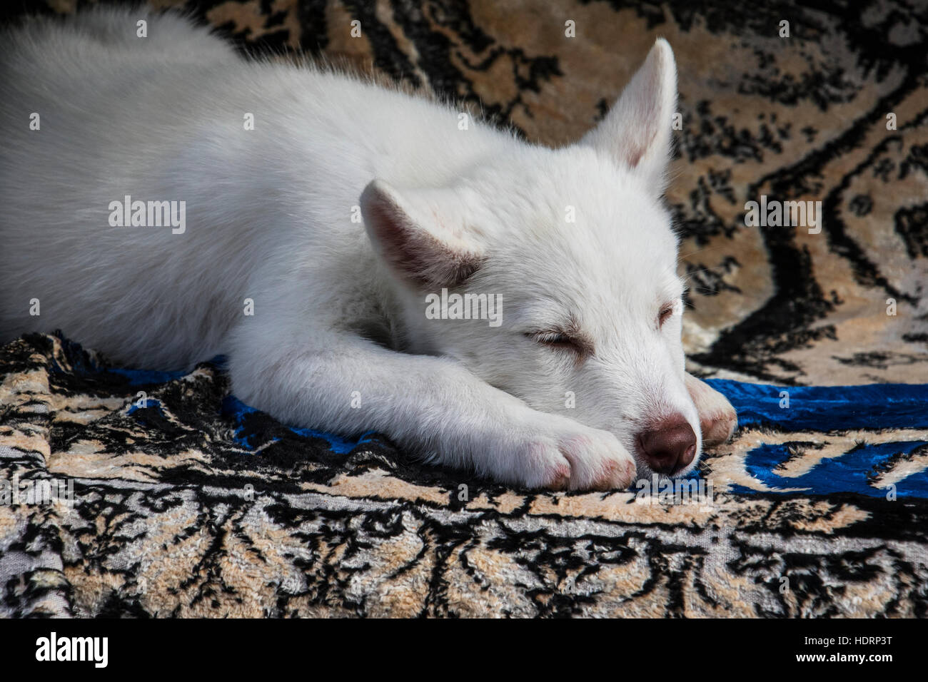 Il cucciolo di vernissage Mercato; Yerevan, Armenia Foto Stock