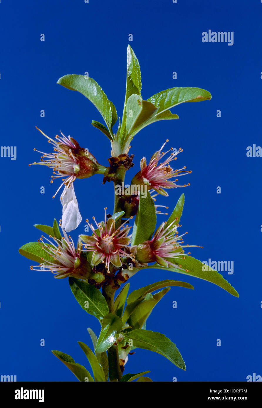 Agricoltura - Mandorla stadi di fioritura: caduta di petalo; varietà: Nonpareil, 1/3 lifesize / California, Stati Uniti d'America. Foto Stock