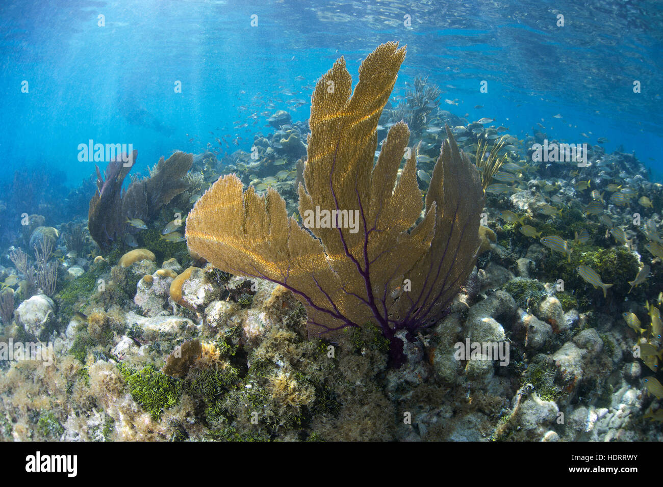 Dry Tortugas, agosto 2015, shallow reef sceen vicino a Ft. Jefferson nella Dry Tortugas. Un snorkeler nella distanza godersi il caldo onde. Foto Stock