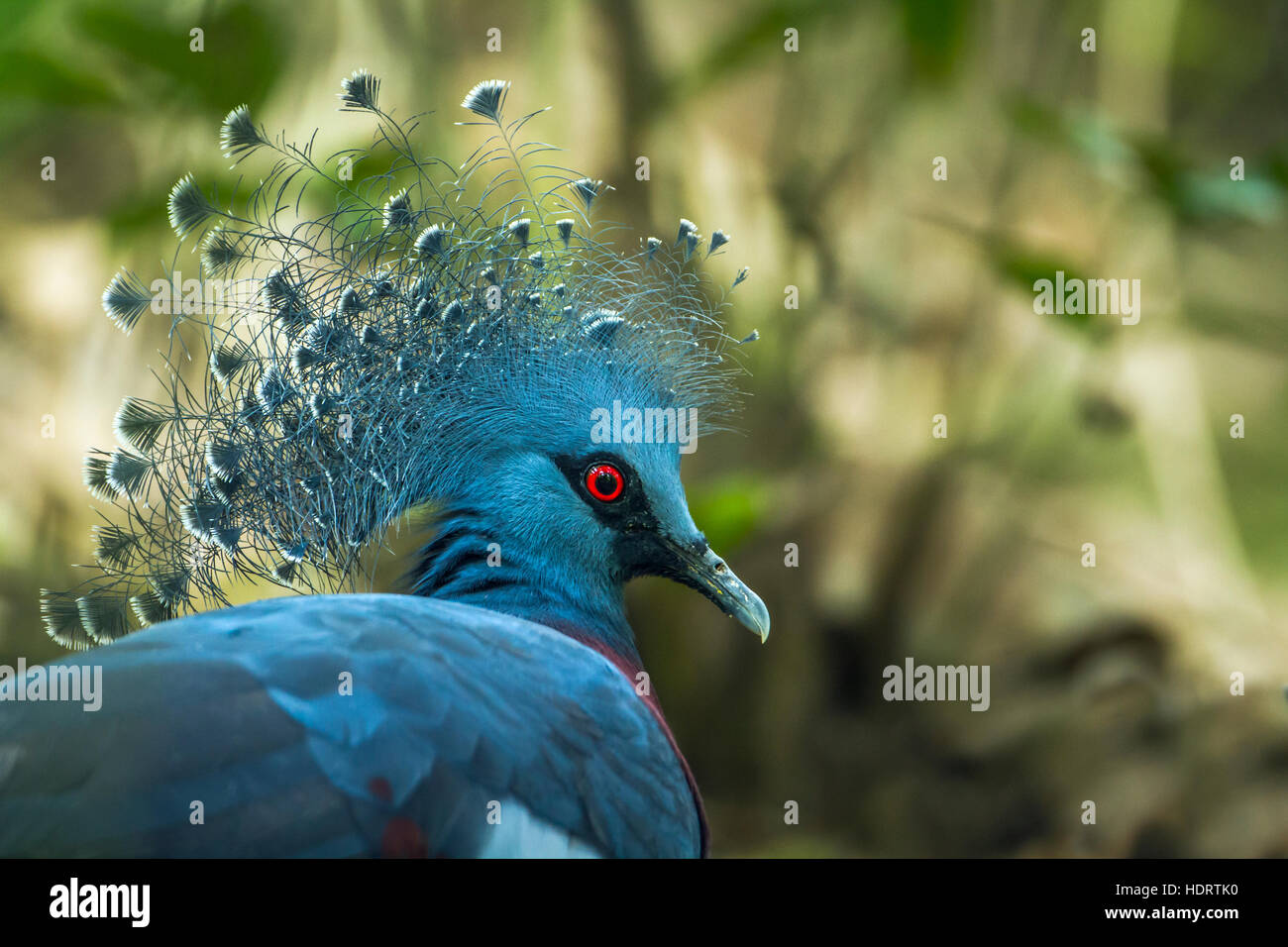 Victoria incoronato piccione in Chiang Mai zoo, Tailandia ; specie Goura victoria famiglia di columbidi Foto Stock