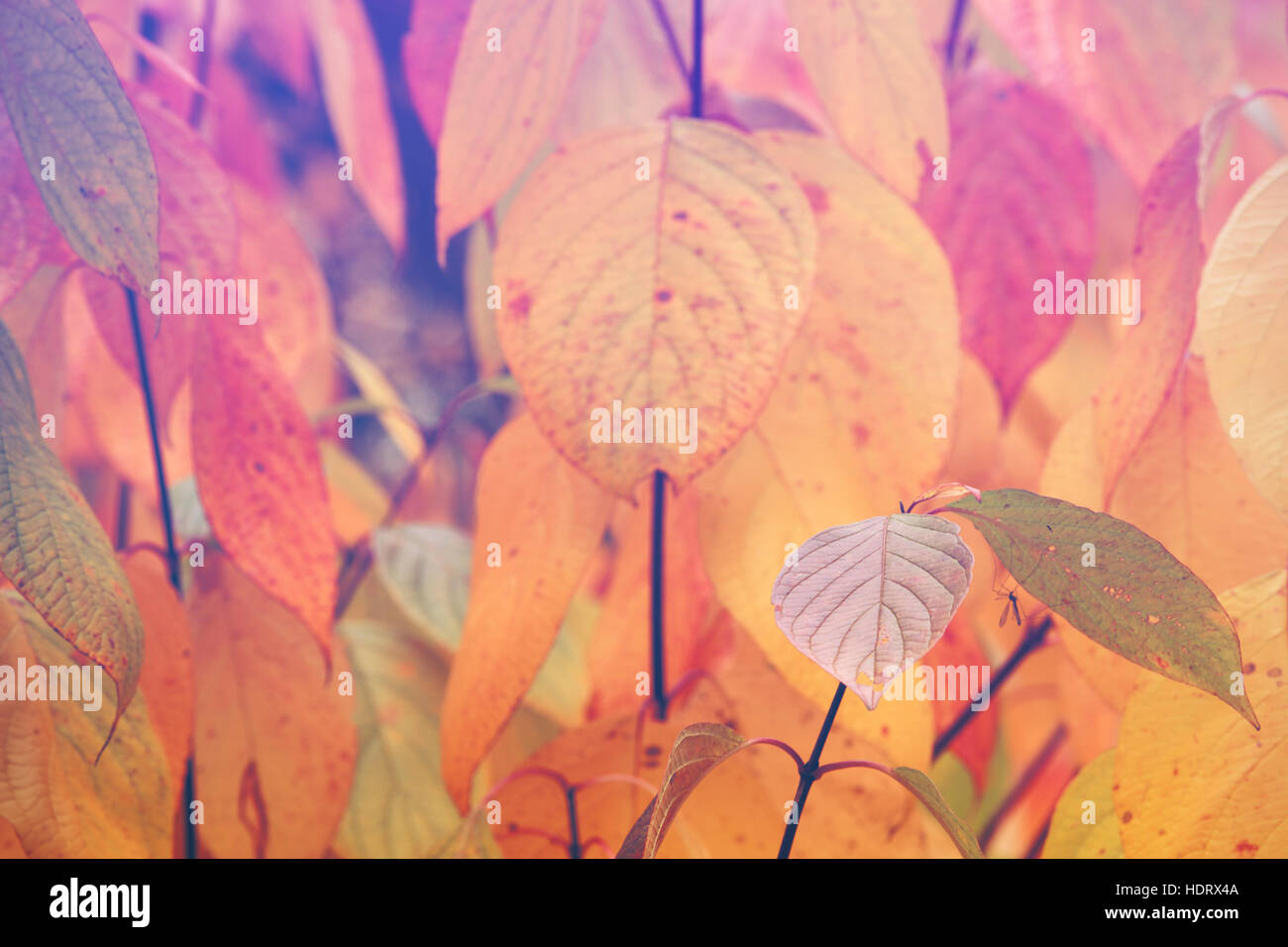 Colorato foglie autunnali sui rami Foto Stock