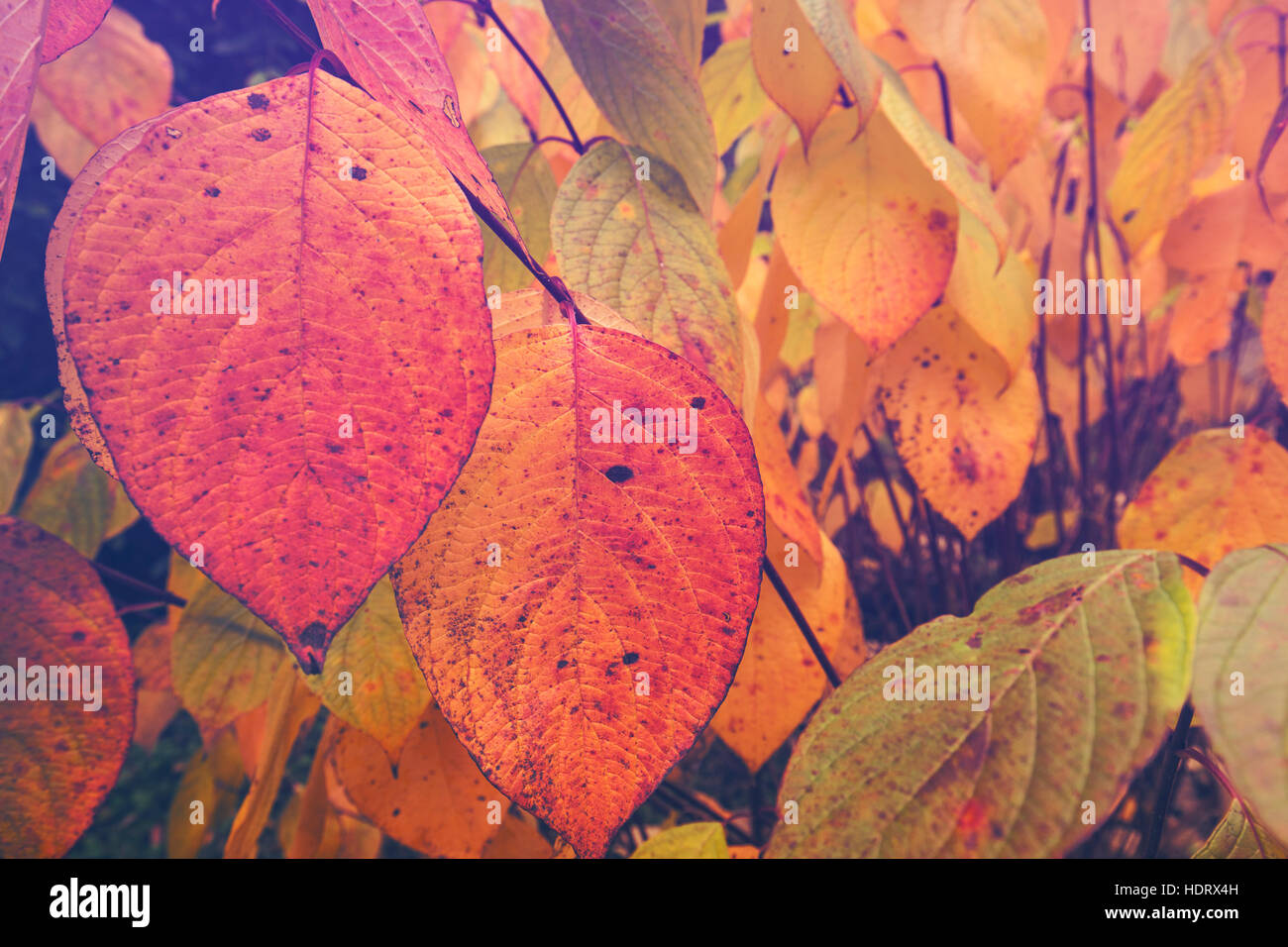 Colorato foglie autunnali sui rami sfondo floreale Foto Stock