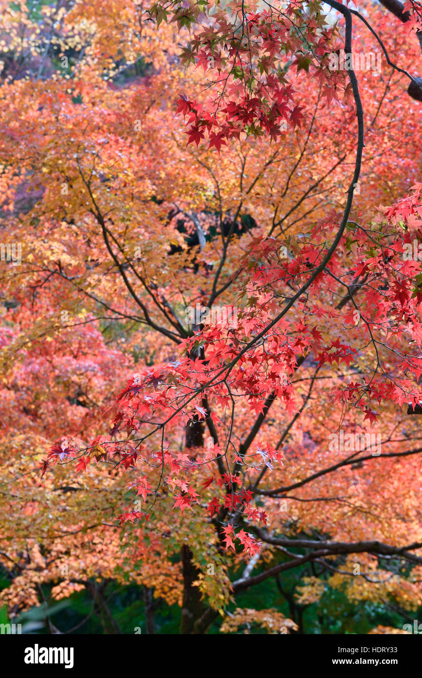 Incredibili colori autunnali a Tofuku-ji, Kyoto, Giappone Foto Stock