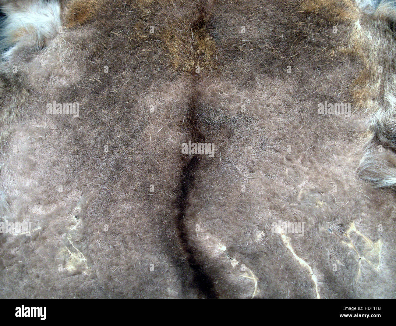 Wolf fur texture di sfondo bianco grigio nero Foto Stock