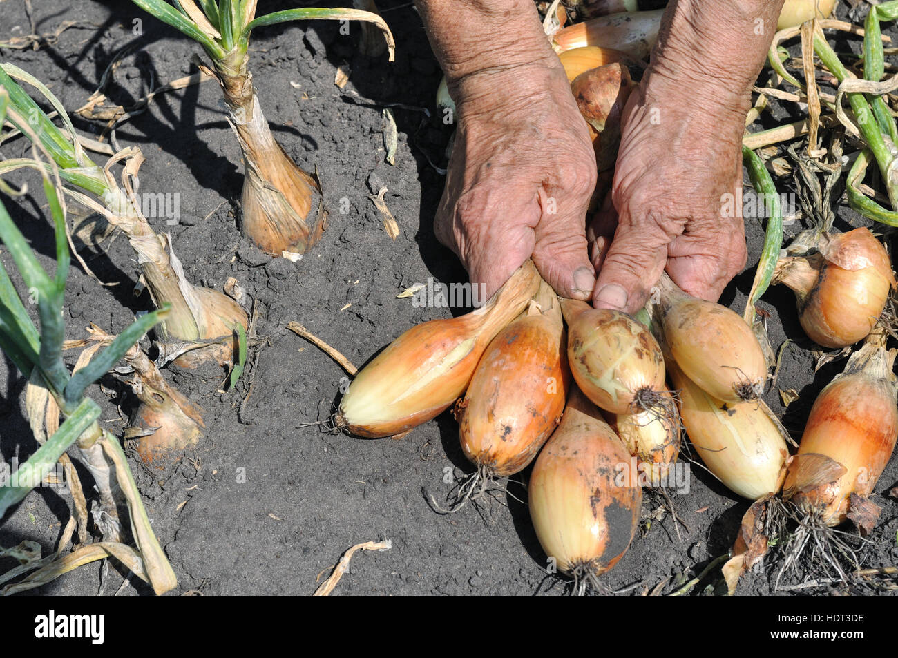 Le mani della donna senior, tenendo fresco raccolte mature cipolla Foto Stock