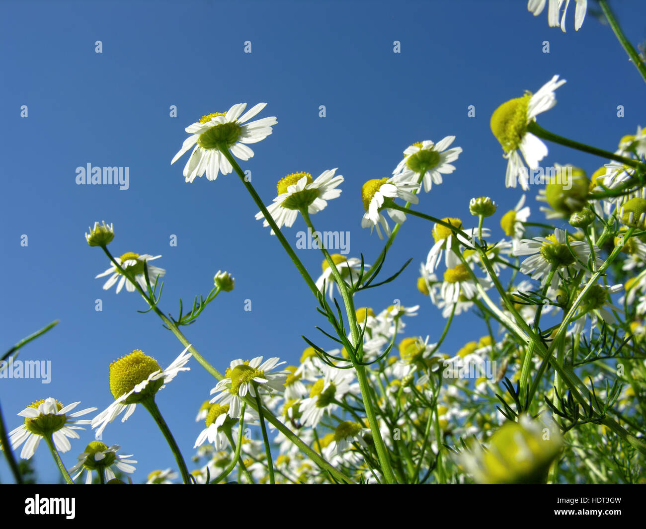 Primo piano della fioritura (camomilla Matricaria chamomilla) Foto Stock