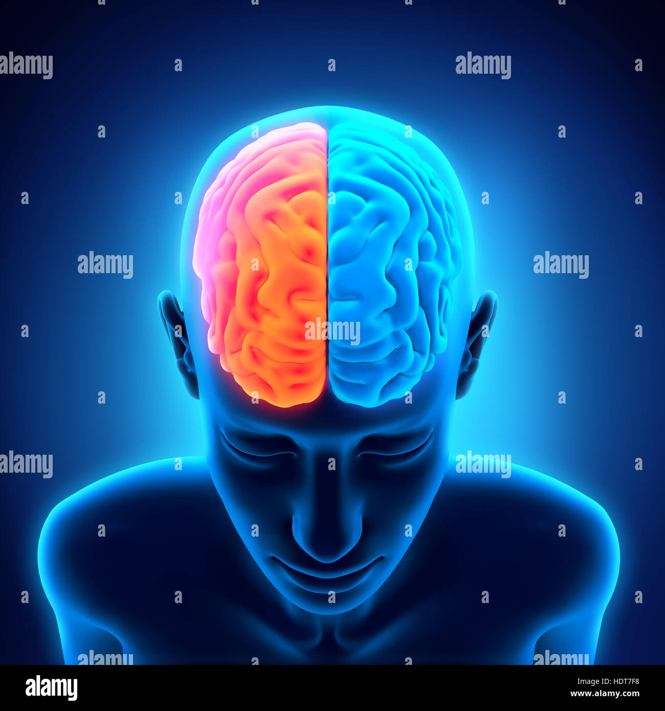 A sinistra e a destra del cervello umano Foto Stock