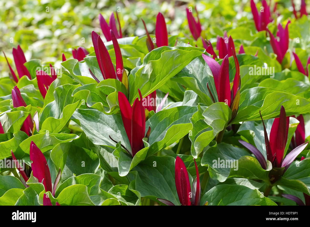 Geschecktes Dreiblatt - Trillium kurabayashii fiore rosso pianta, il gigante wakerobin viola Foto Stock