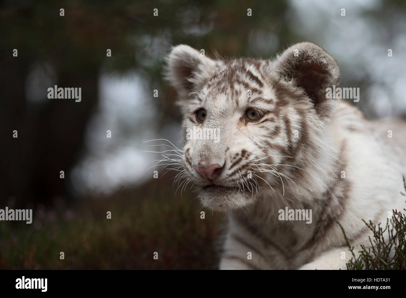 Royal tigre del Bengala / Koenigstiger ( Panthera tigris ), bianco morph, close-up, headshot, sembra furbo, Gizmo, ma carino. Foto Stock