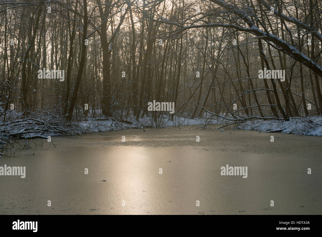 Interramento backwaters di vecchio Reno imbracatura, congelate, circondato da neve coperti di alberi decidui, retroilluminazione morbido umore, l'impressione d'inverno. Foto Stock