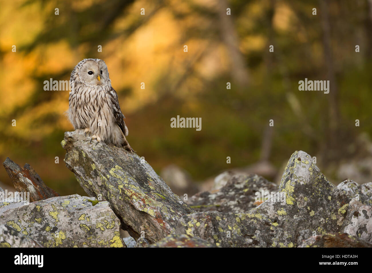 Ural Owl ( Strix uralensis) arroccata su una roccia, la mattina presto, prima la luce del sole splende su autunnale boschi colorati in background. Foto Stock