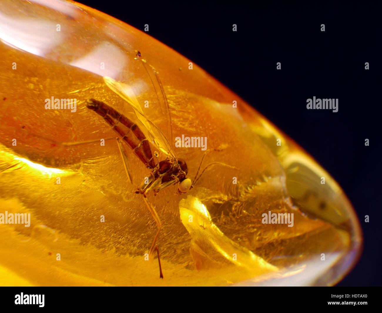 Gli insetti intrappolati in ambra. Foto Stock