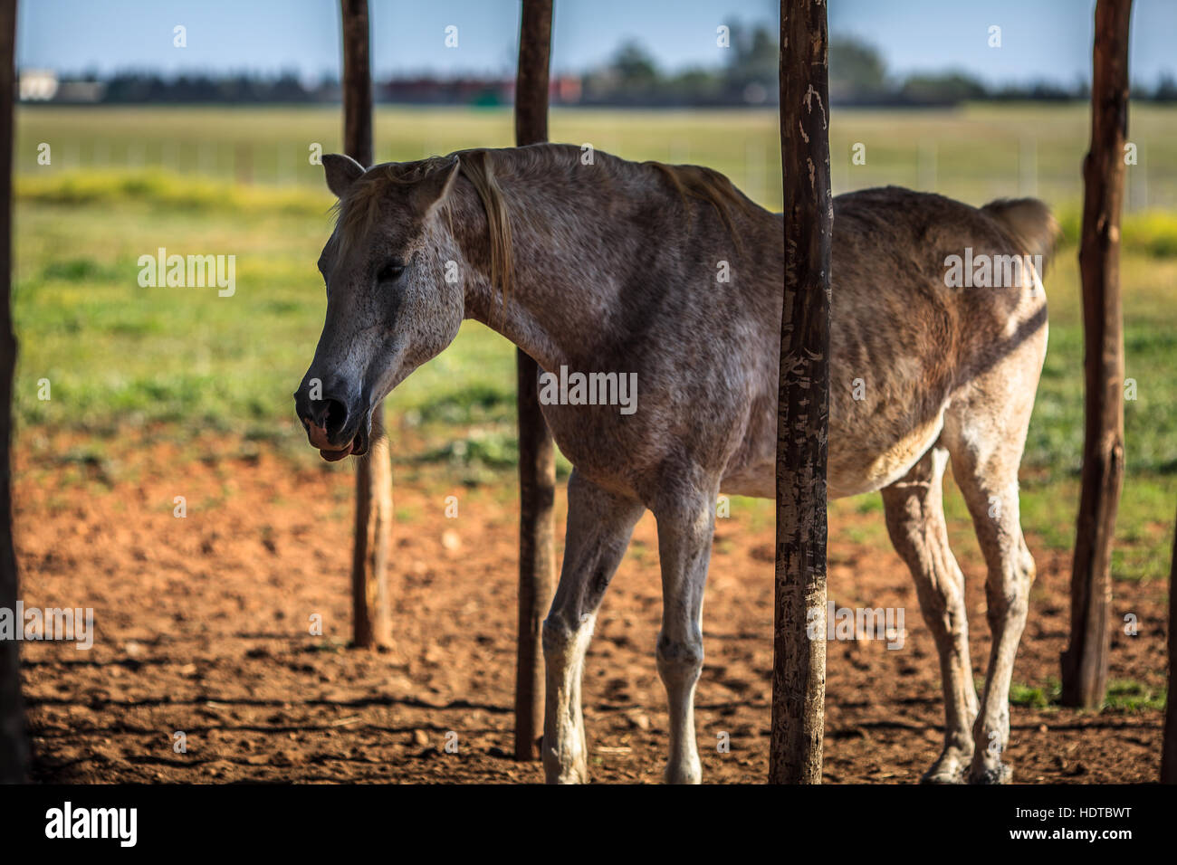 Il cavallo in una stalla diventa la lingua fuori Foto Stock