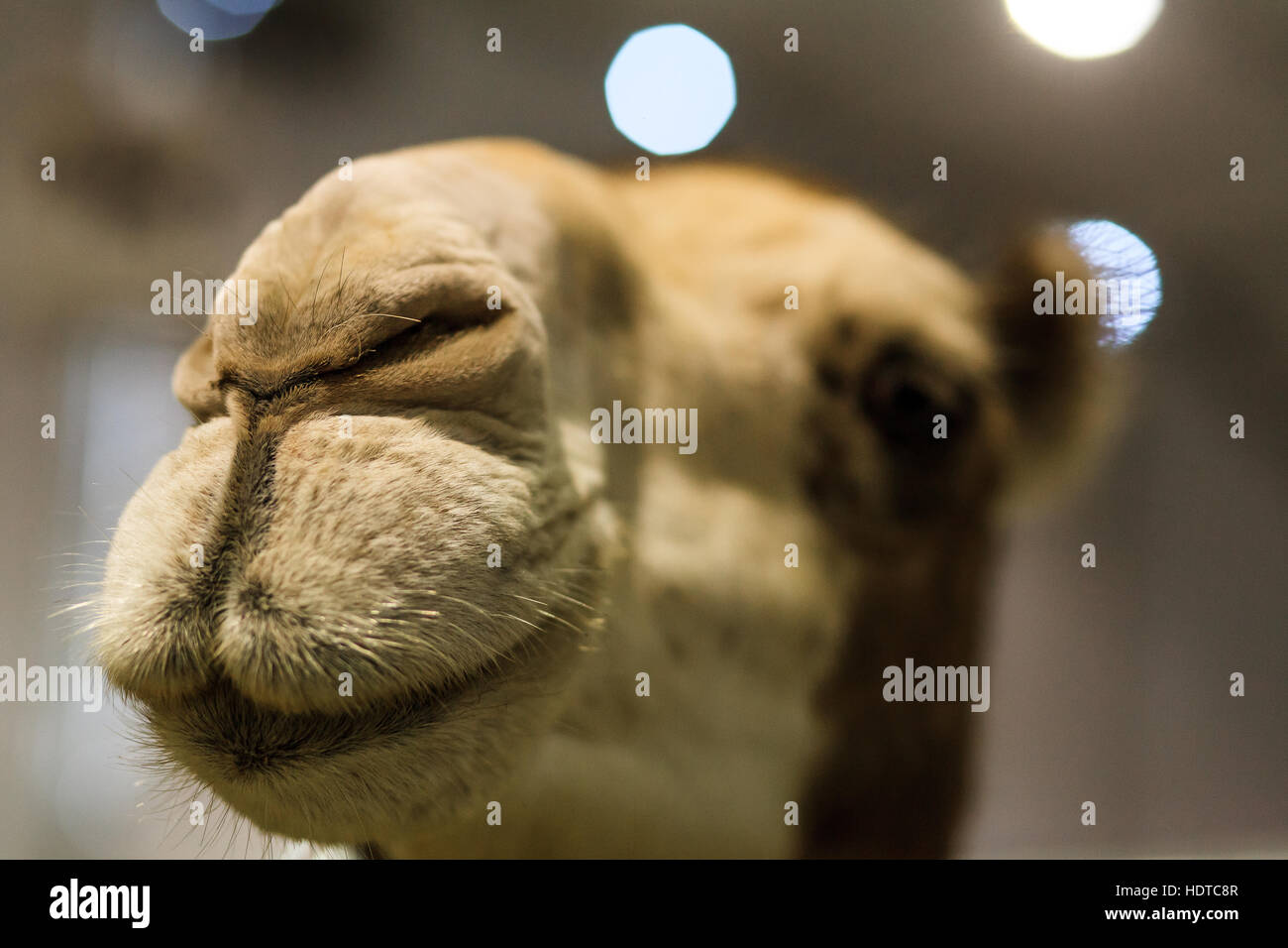 Close-up di un buffo cammello faccia Foto Stock