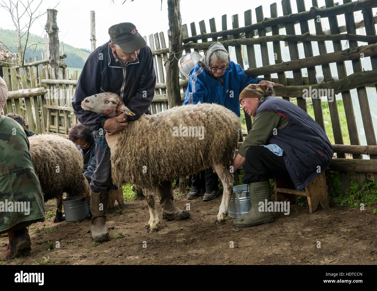 Brezovica, Serbia - 12 Maggio 2016: la mungitura di ovini in Brezovica sulla casa di montagna Foto Stock