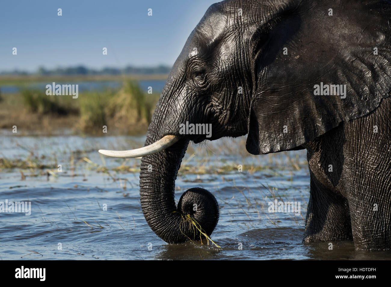 Bush africano Elefante africano (Loxodonta africana) nel fiume Chobe, ritratto, Chobe National Park, Botswana Foto Stock