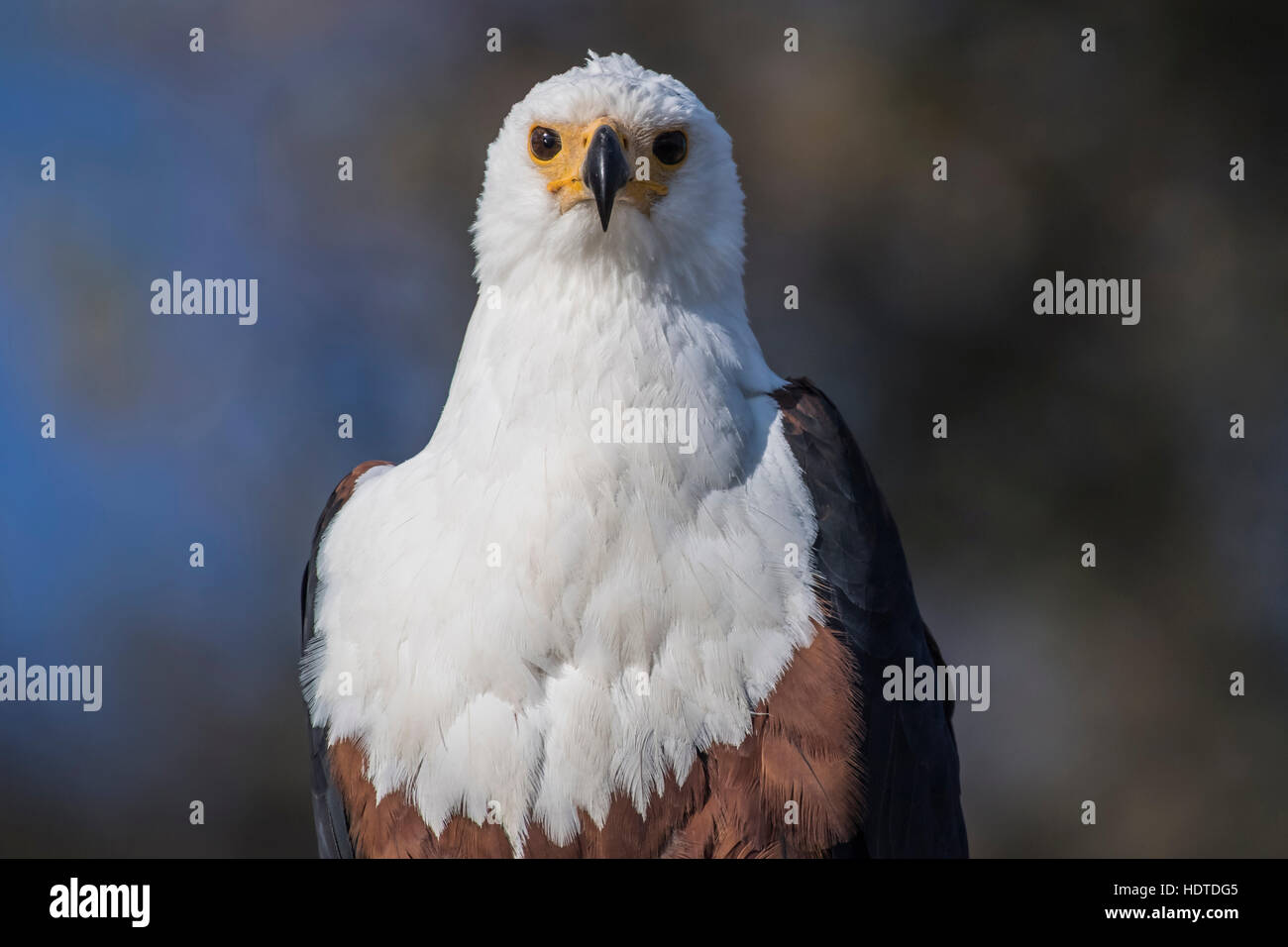 African fish eagle (Haliaeetus vocifer), ritratto, Chobe National Park, Botswana Foto Stock