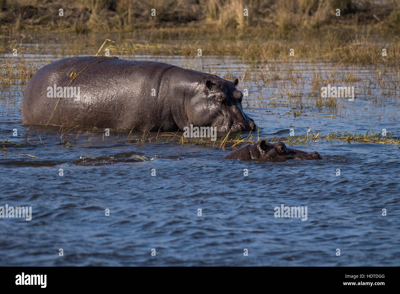 Ippopotami comune (Hippopotamus amphibius) nel fiume Chobe, Chobe National Park, Botswana Foto Stock