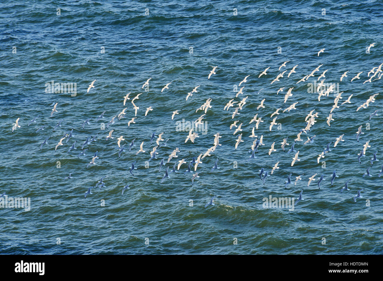 Stormo di gabbiani sorvolano mare ondeggiante di Helgoland, Mare del Nord, Schleswig-Holstein, Germania Foto Stock