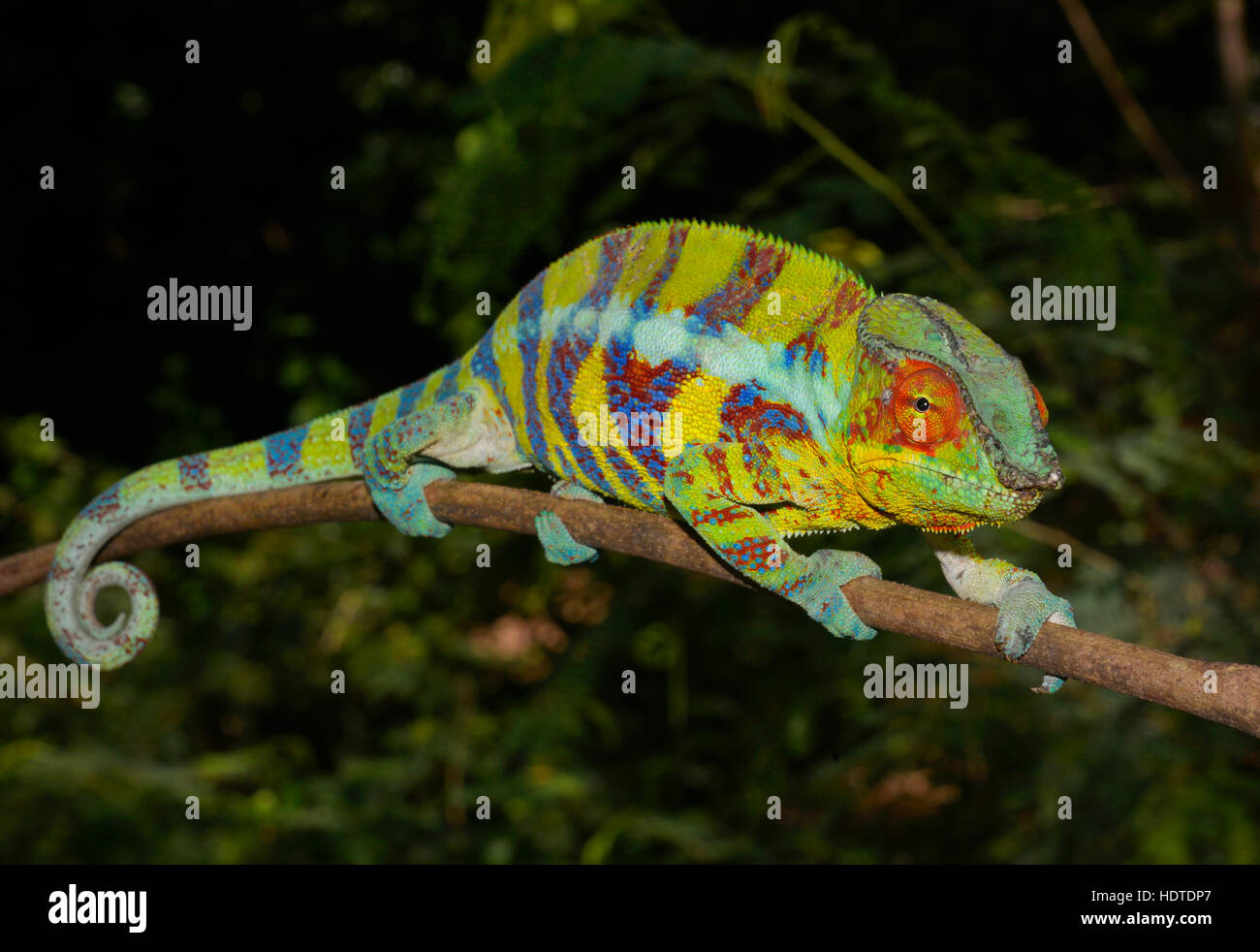 Panther chameleon (Furcifer pardalis), maschio nella colorazione di accoppiamento, Ankify, Northwest Madagascar Foto Stock