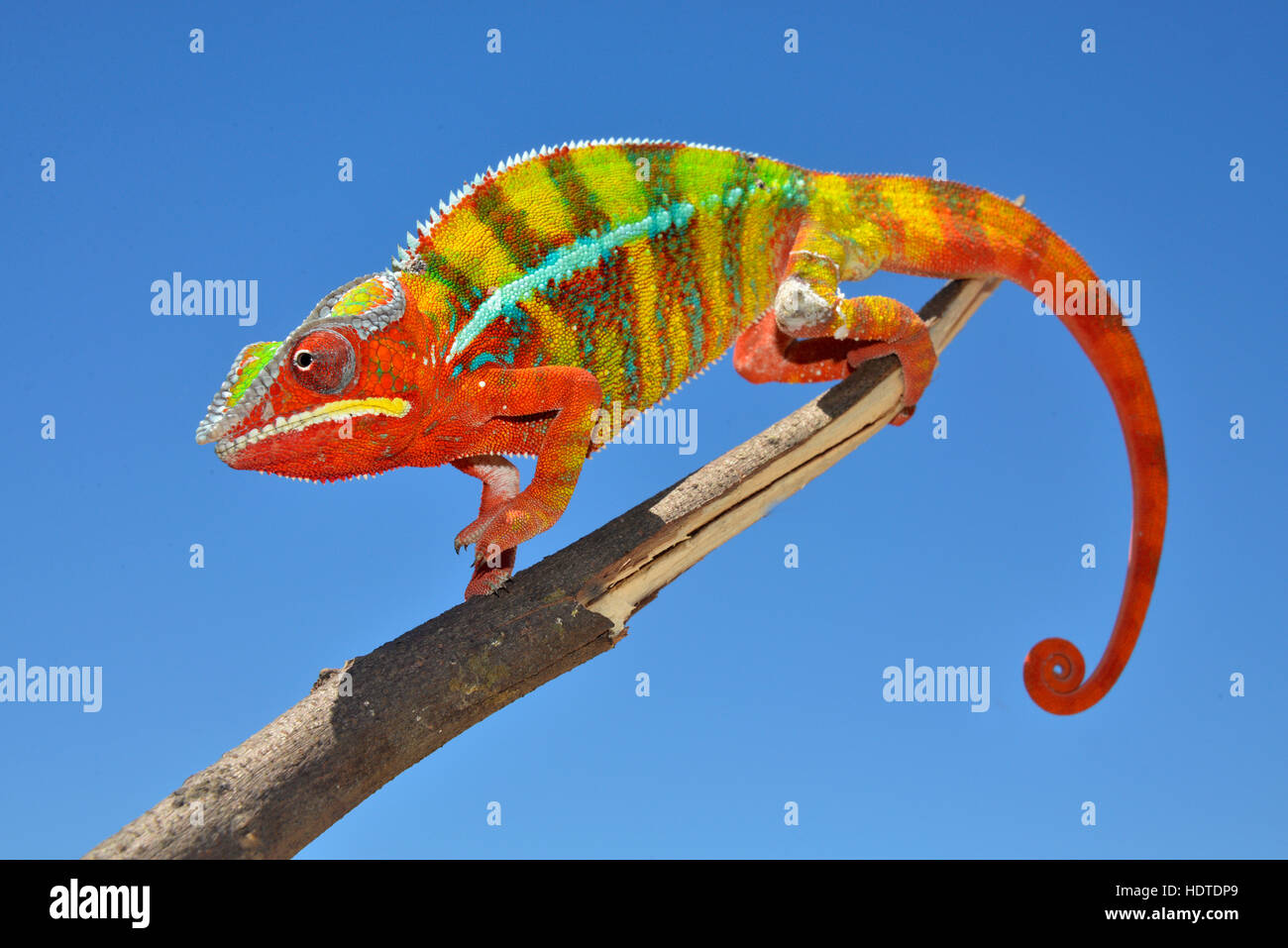 Panther chameleon (Furcifer pardalis), maschio, Northwest Madagascar Foto Stock