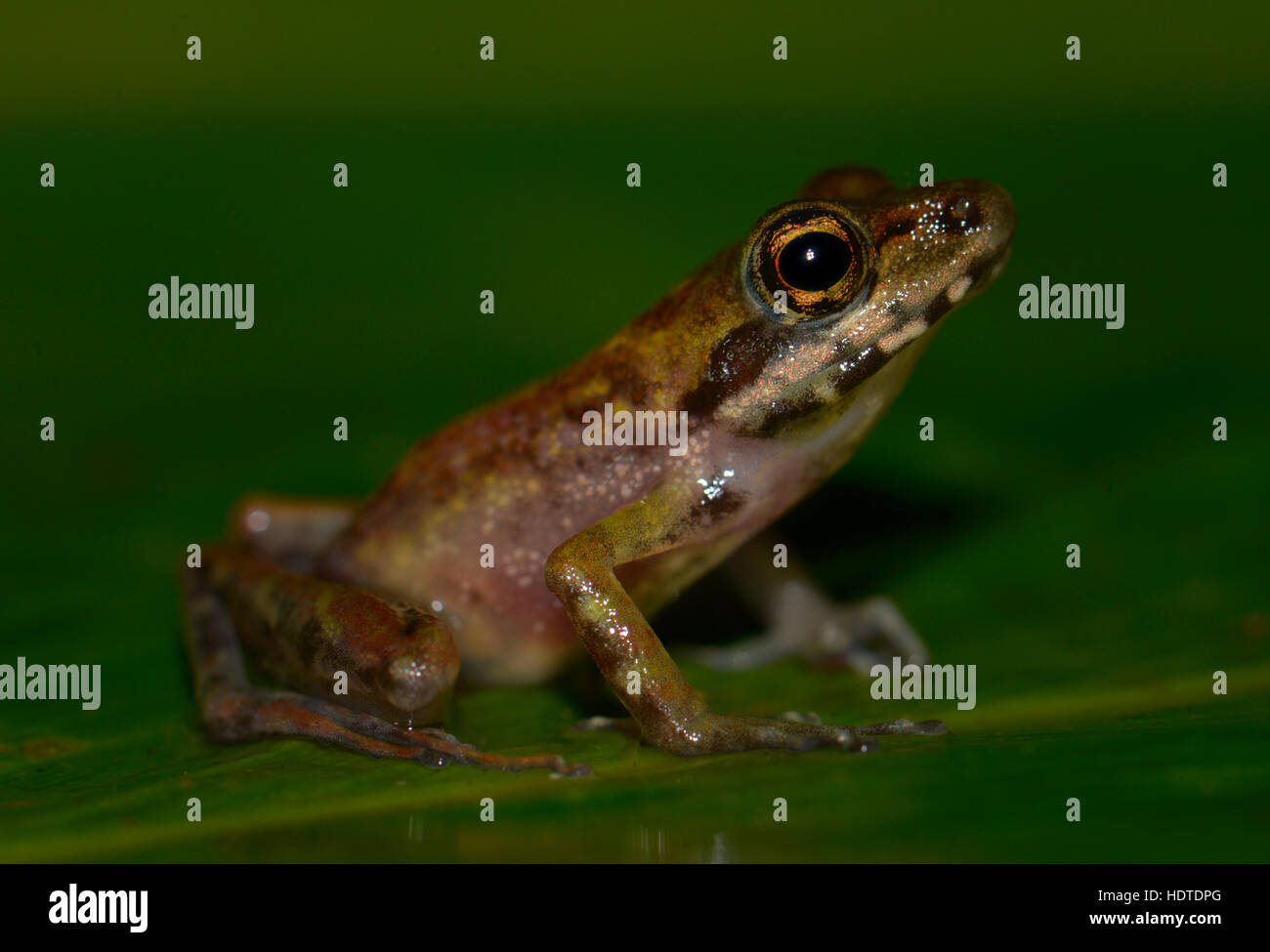 Frog (Anura), Genere sconosciuto, foresta pluviale, Marojejy National Park, nord-est, Madagascar Foto Stock