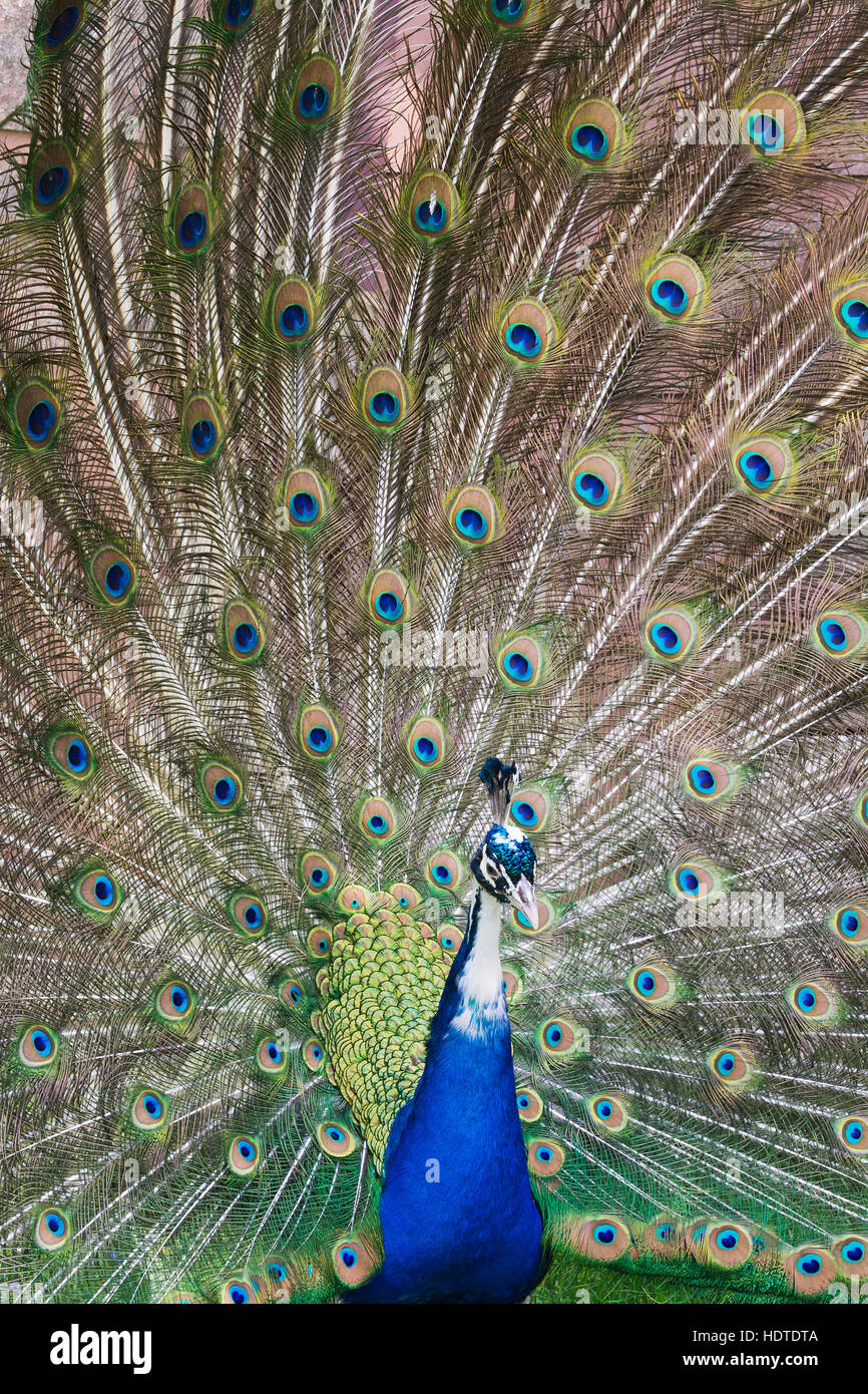 Indiano o peafowl blu (Pavo cristatus mut. Pied), la mutazione, spandimento di piume, captive Foto Stock