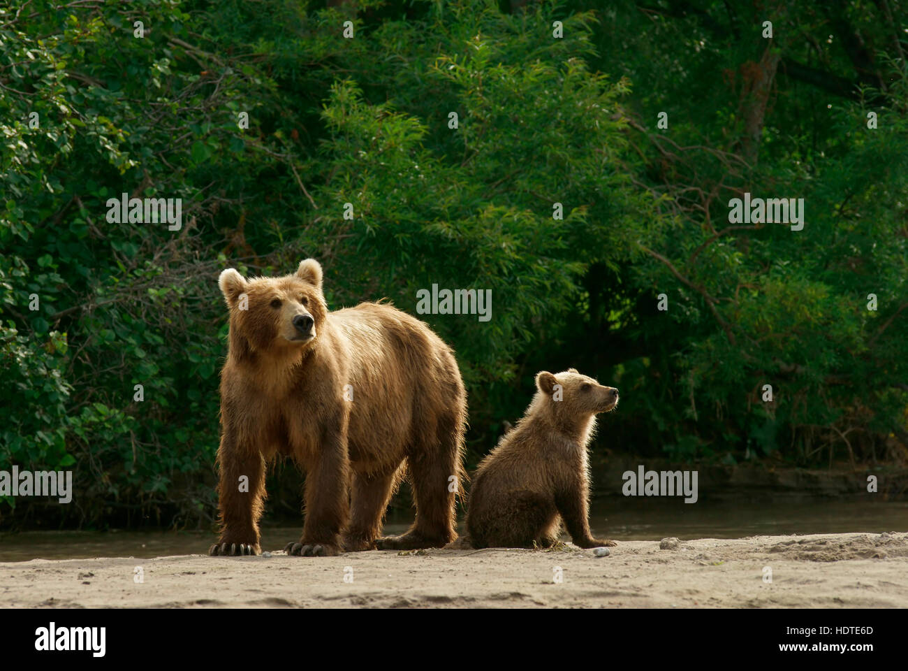 L'orso bruno (Ursus arctos), femmina con i cuccioli, Kurile Lago, Kamchatka, Russia Foto Stock