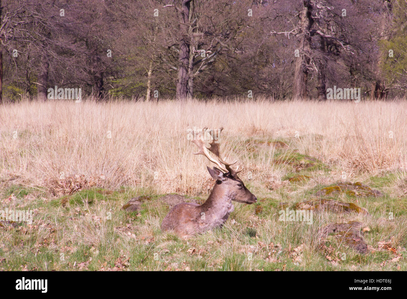 Un cervo è crogiolarsi sotto il sole invernale in Richmond Park, Londra Foto Stock