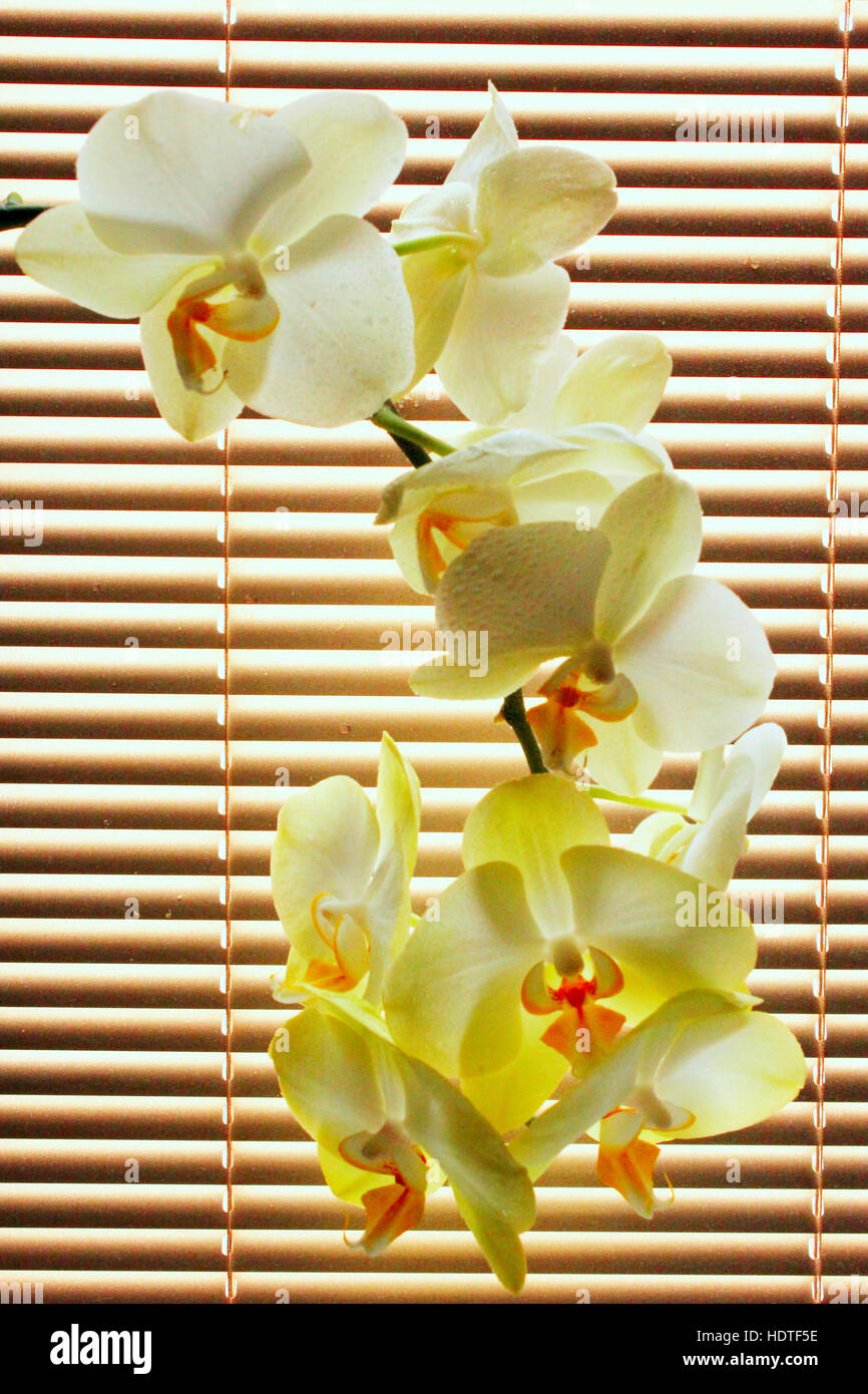 Ramo di gara il giallo dei fiori di orchidea Foto Stock