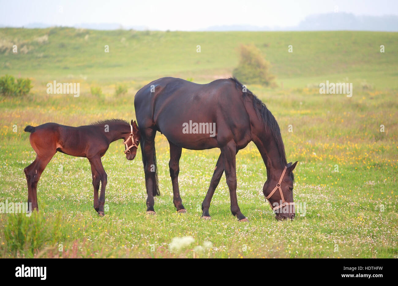 Madre cavallo con il puledro su pascolo all'aperto Foto Stock