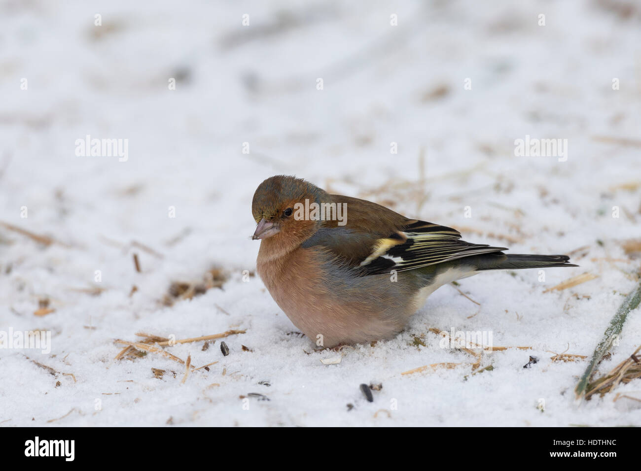 Buchfink, Buch-Fink, an der Vogelfütterung, Fütterung im Winter bei Schnee, frisst Körner am Boden, Winterfütterung, Fringilla coelebs, fringuello Foto Stock