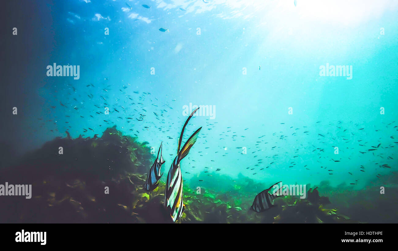 Acquario Oceanico Foto Stock