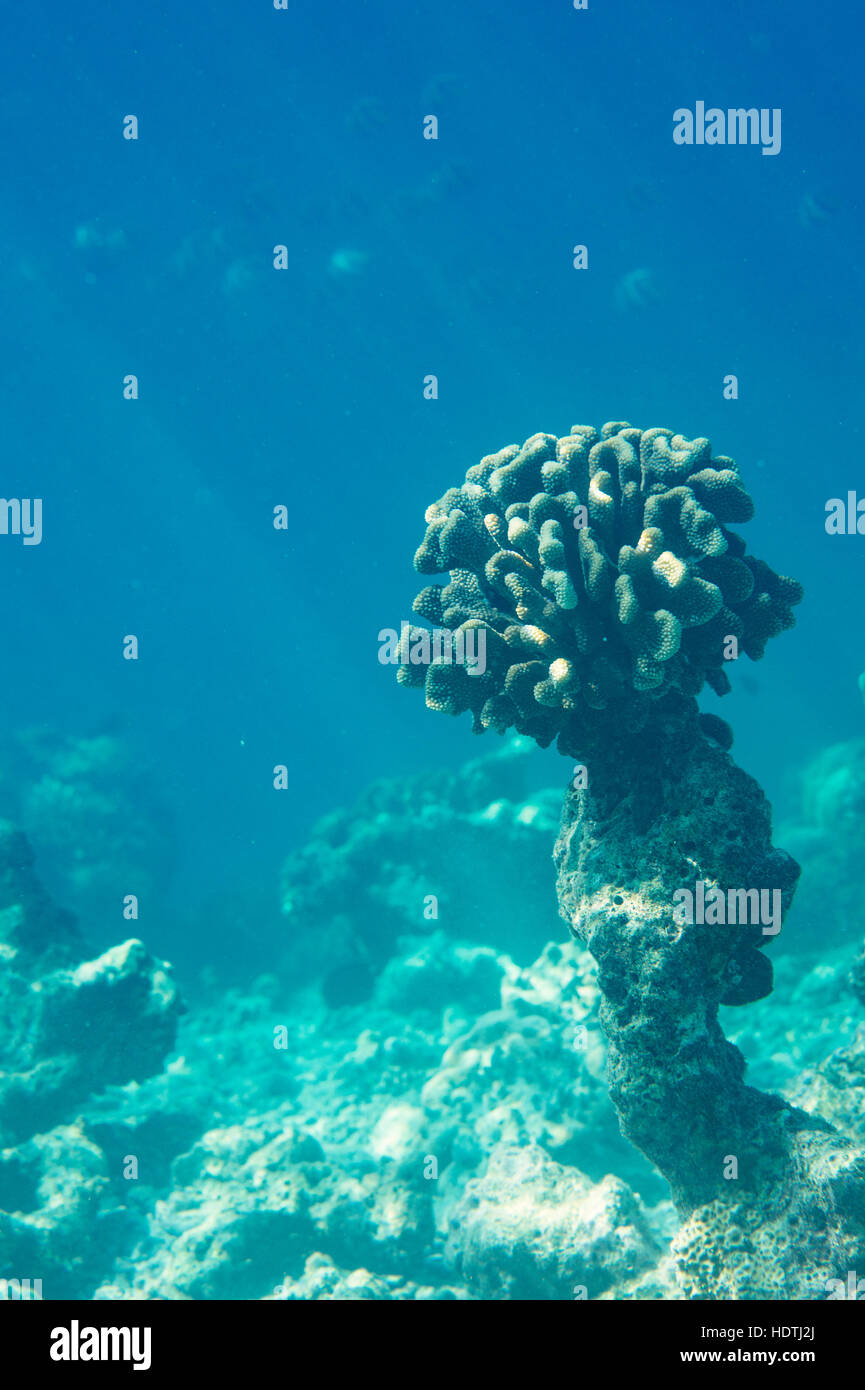 Reef coralli sulle Maldive, Oceano Indiano Foto Stock