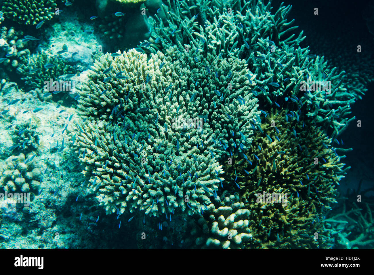 Reef coralli sulle Maldive, Oceano Indiano Foto Stock