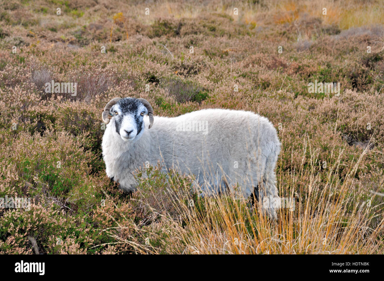 Ilkley Moor West Yorkshire,pecore con corna e Heather Foto Stock