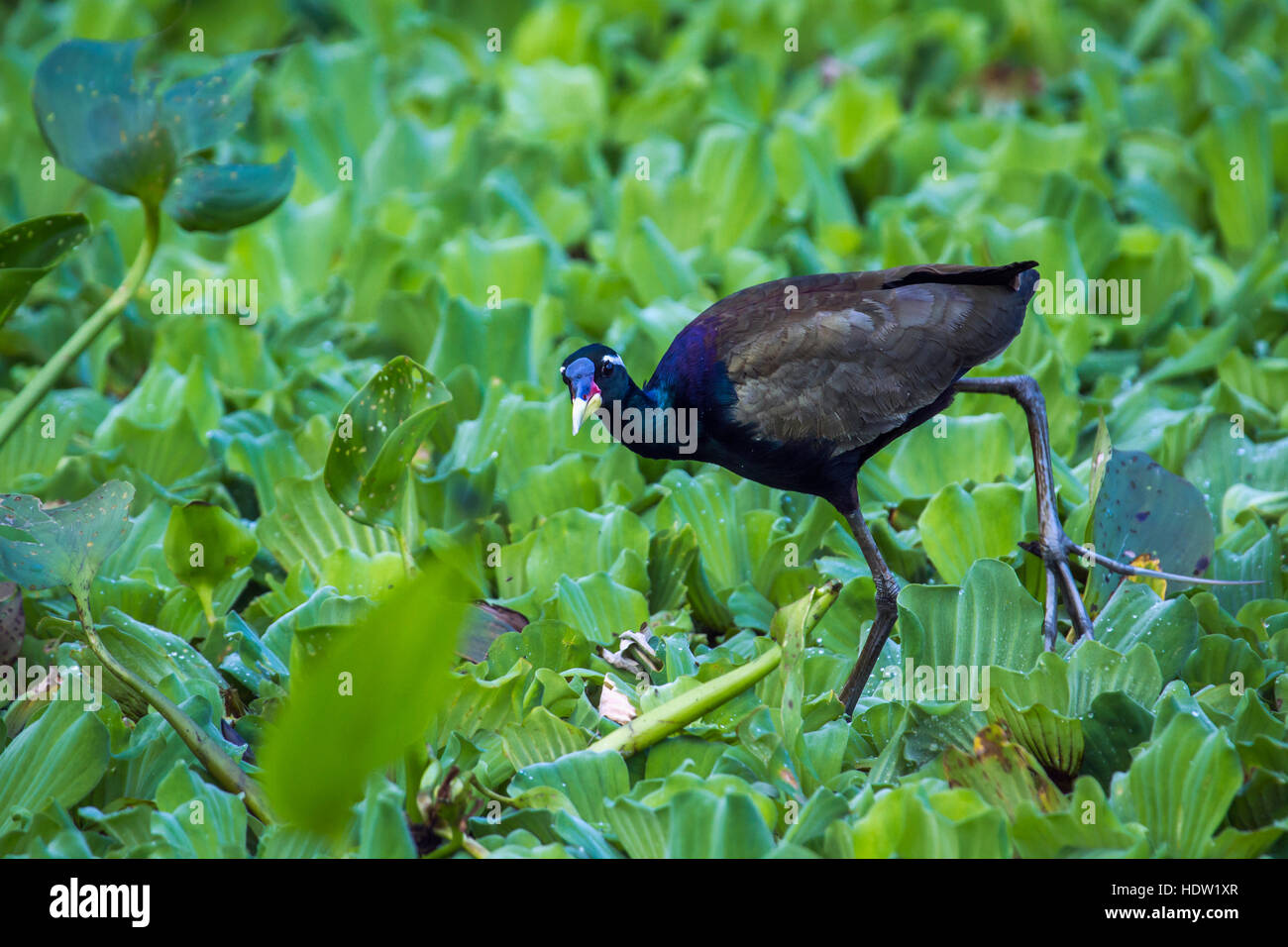 Bronzo-winged jacana in Ban Thale Noi, Tailandia ; specie Metopidius indicus famiglia dei Jacanidae Foto Stock