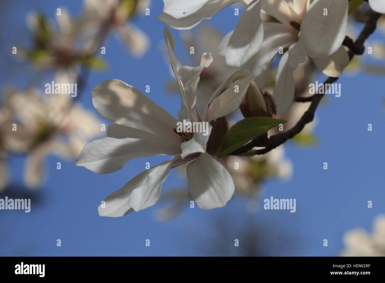 Magic white magnolia blossom close-up orizzontale, all'aperto Foto Stock