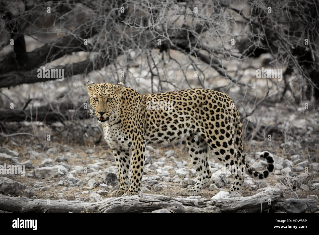 Leopard in posa e cercando di telecamera a parco nazionale Etosha, Namibia Foto Stock
