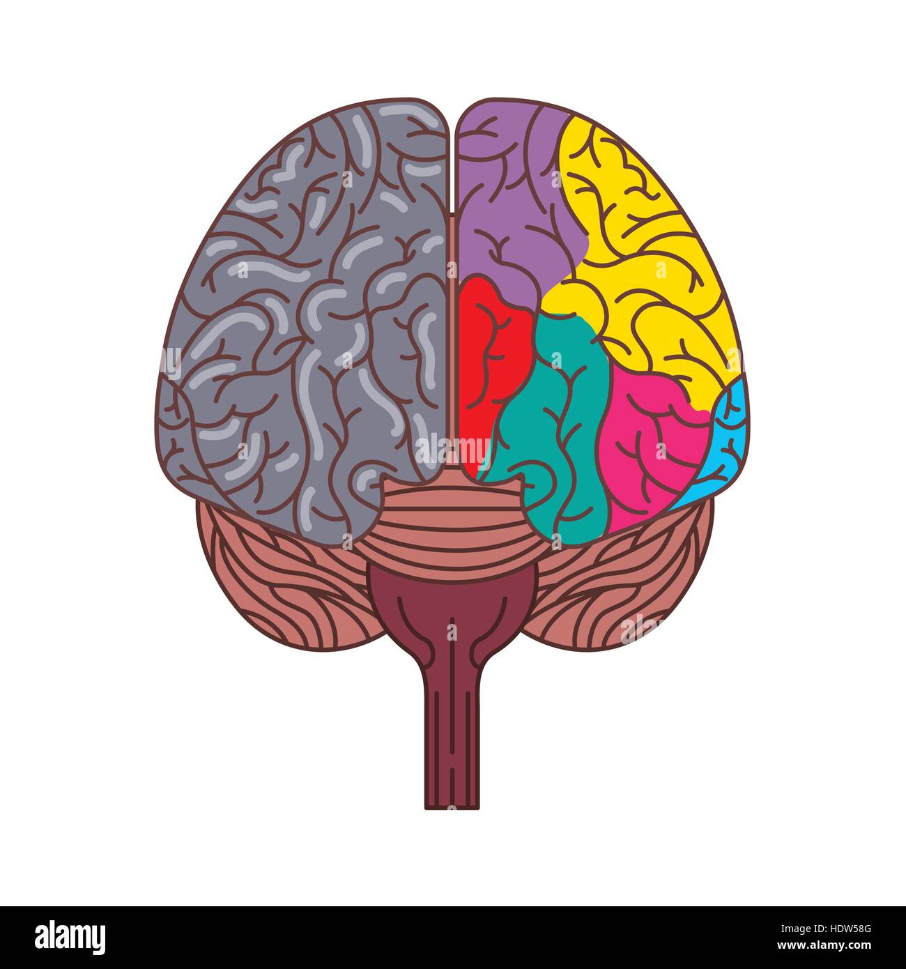 Cervello umano con due emisferi cerebrali icona sopra lo sfondo bianco. design colorato. vettore illustraiton Illustrazione Vettoriale