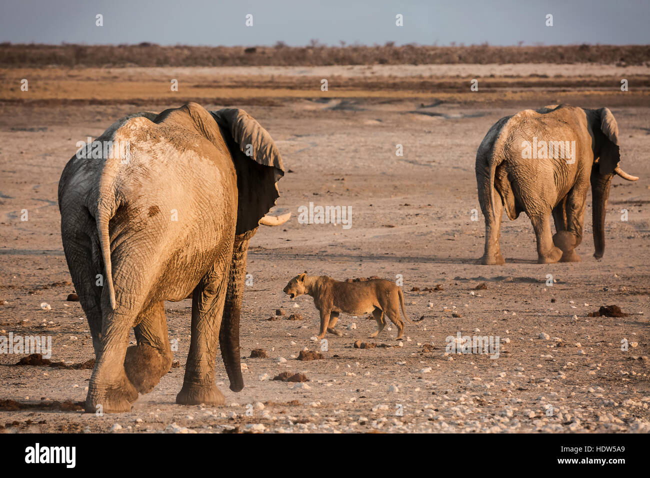Una leonessa a piedi attraverso due elephant durante il tramonto al parco nazionale Etosha, Namibia Foto Stock