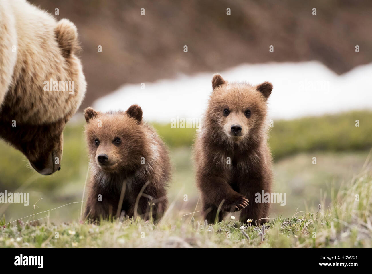 Grizzly cubs con la madre nei pressi del parco strada in primavera, Parco Nazionale di Denali, Interior Alaska, STATI UNITI D'AMERICA Foto Stock