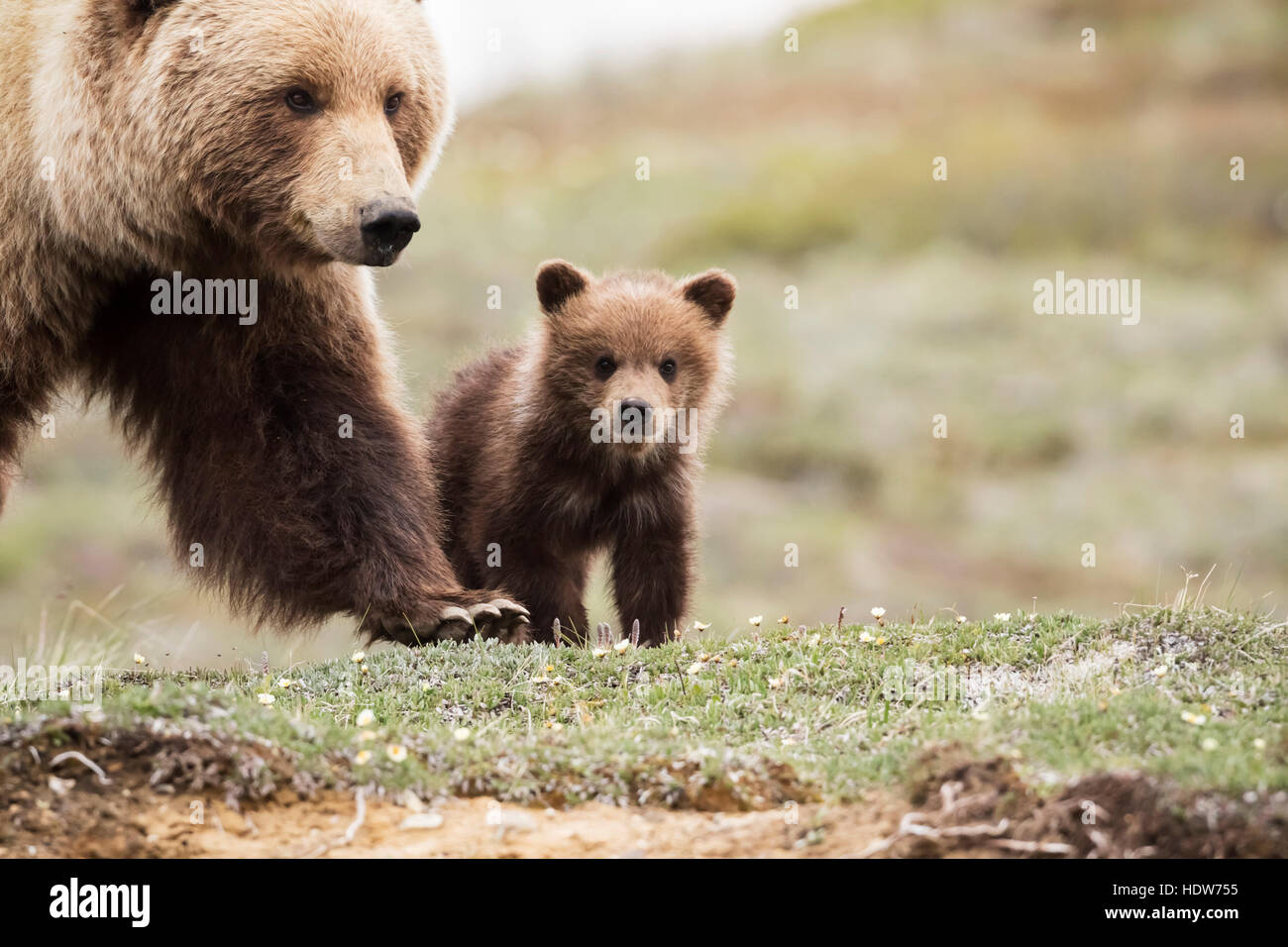 Grizzly cub con la madre nei pressi del parco strada in primavera, Parco Nazionale di Denali, Interior Alaska, STATI UNITI D'AMERICA Foto Stock