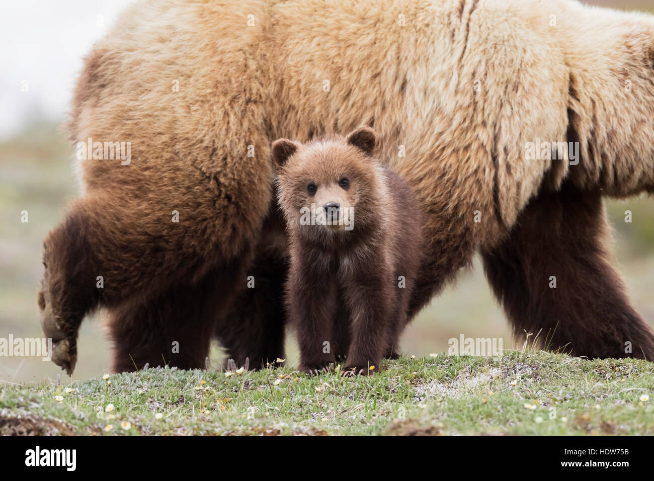 Grizzly cub con la madre nei pressi del parco strada in primavera, Parco Nazionale di Denali, Interior Alaska, STATI UNITI D'AMERICA Foto Stock