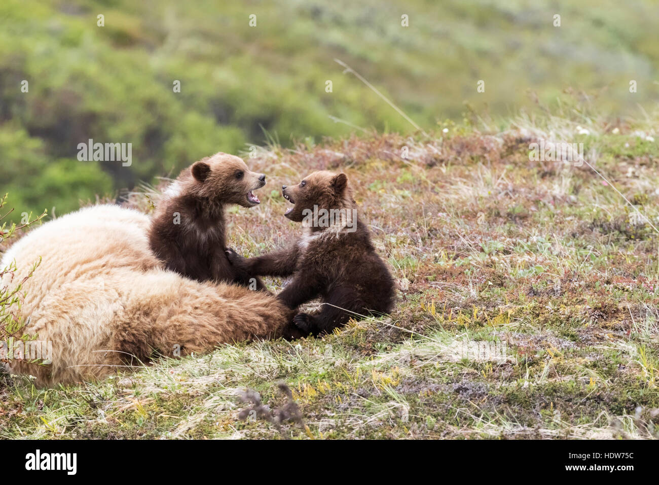 Orso grizzly lupetti e madre rilassante e giocando sulla tundra in primavera, Parco Nazionale di Denali, Interior Alaska, STATI UNITI D'AMERICA Foto Stock
