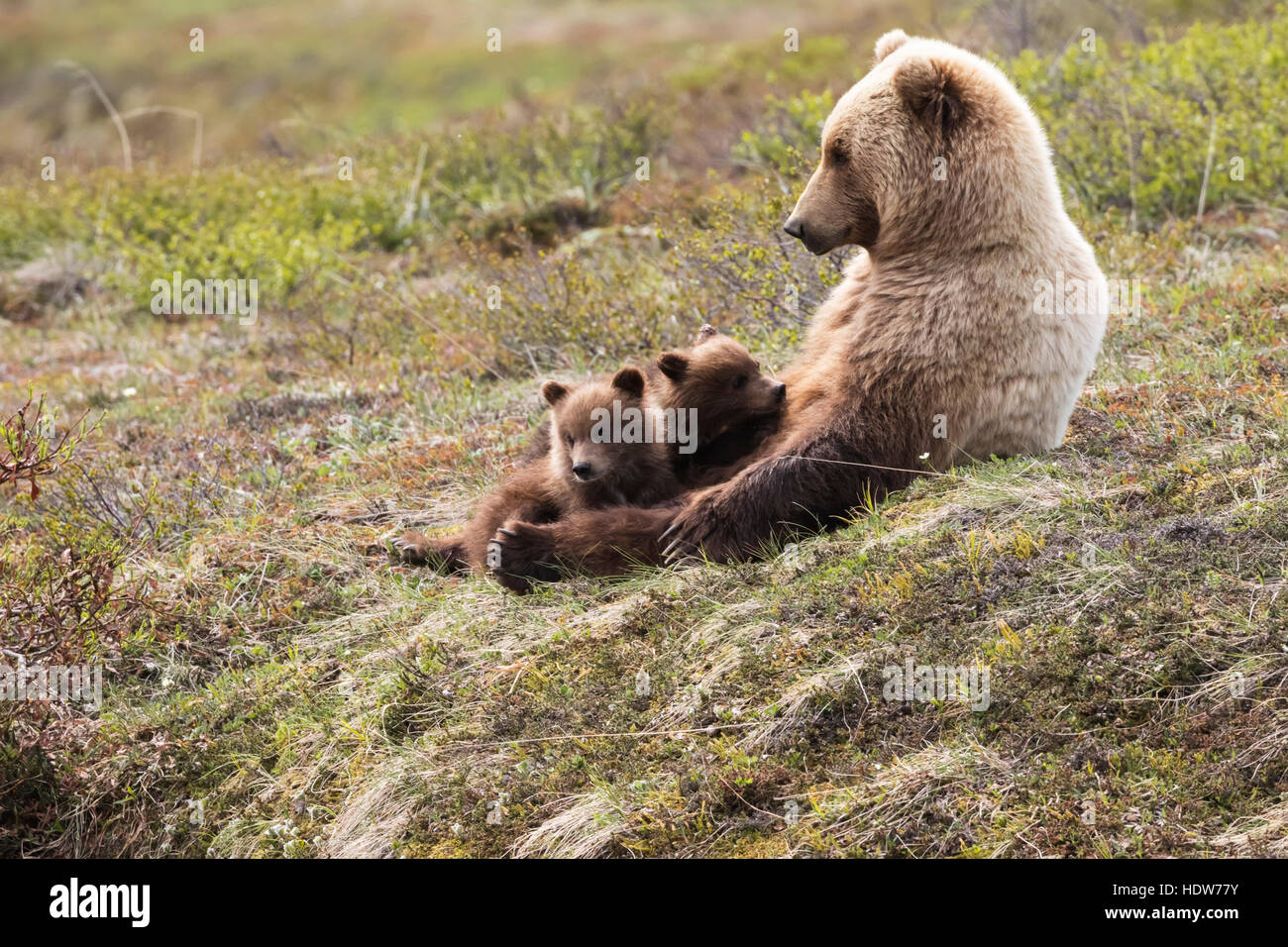 Grizzly seminare con due cuccioli in appoggio sulla tundra, Parco Nazionale di Denali, Interior Alaska Foto Stock