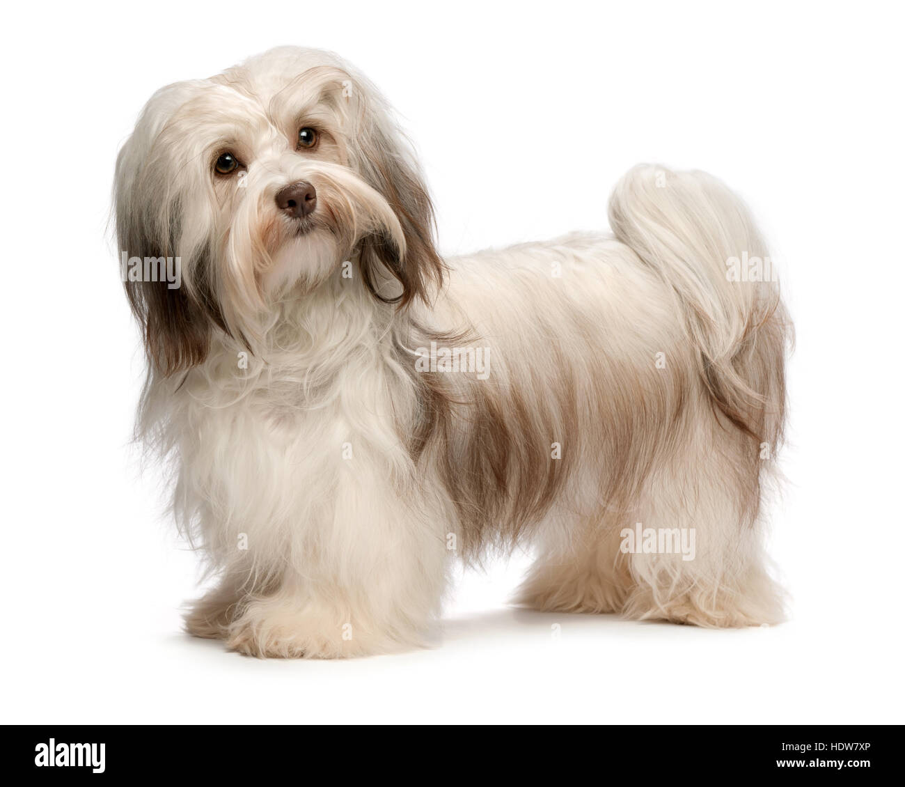 Bella in piedi color cioccolato cane havanese Foto Stock