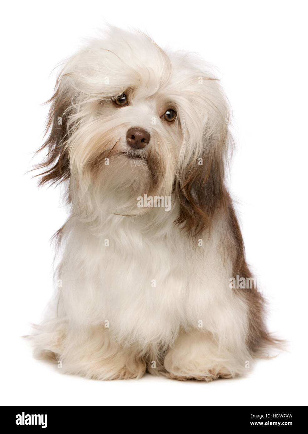Bella seduta color cioccolato havanese cucciolo di cane Foto Stock